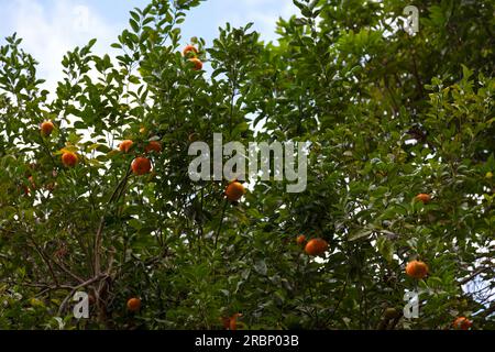 Die Mandarinenorange (Citrus reticulata), auch als Mandarine oder Mandarine bekannt, ist ein kleiner Zitrusbaum mit Früchten, die anderen Orangen ähneln. Stockfoto