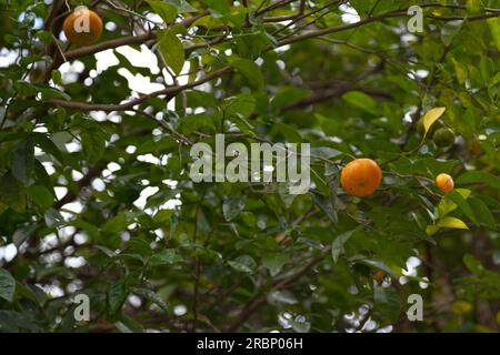 Die Mandarinenorange (Citrus reticulata), auch als Mandarine oder Mandarine bekannt, ist ein kleiner Zitrusbaum mit Früchten, die anderen Orangen ähneln. Stockfoto