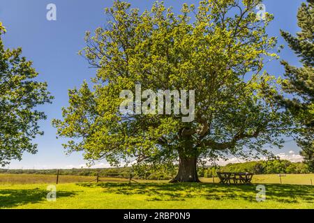 Uralter Eichenbaum im Sheffield Park Garden, East Sussex, England Stockfoto
