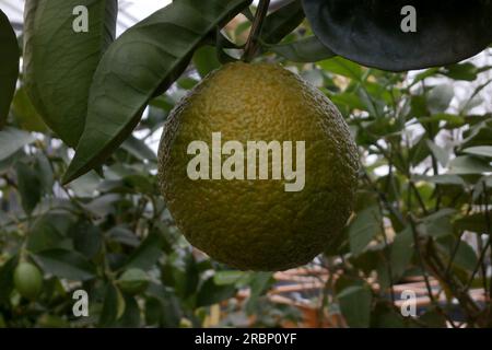 Nahaufnahme einer Imitationsorangen (Citrus sinensis) in einem Baum. Stockfoto