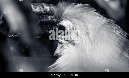 Blyth Hornbill Eye Stockfoto