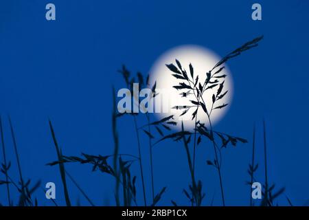 Gräser im Mondschein bei Durdle Door, West Lulworth, Dorset, England Stockfoto