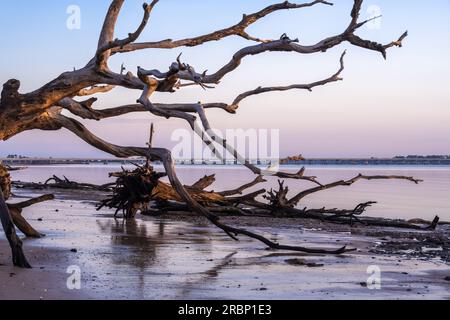 Florida Sonnenaufgang Blick auf Amelia Island durch die sonnendurchfluteten Treibholz Boneyard Strand auf Big Talbot Island in der Nähe von Jacksonville, Florida. (USA) Stockfoto