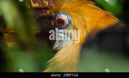 Auge des Blyth Hornbill Stockfoto