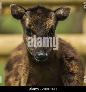 Muntjac In Der Hauptrolle Stockfoto