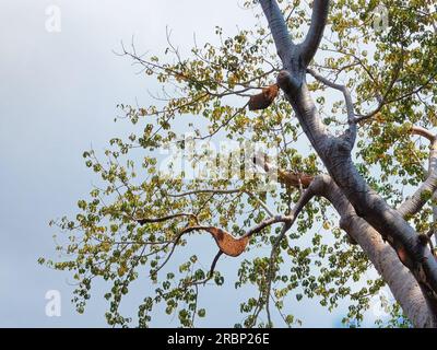 Nester wilder Bienen hoch oben auf den Ästen eines Baumes. Stockfoto