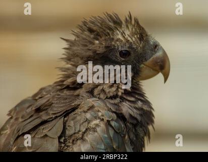 Vasa Parrot Stockfoto