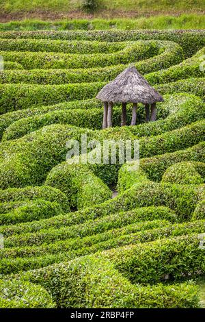 Labyrinth in Glendurgan Garden, Falmouth, Cornwall, England Stockfoto