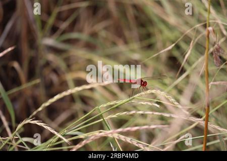 Eine scharlachrote Libelle sitzt auf einer Grasklinge Stockfoto