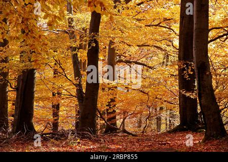 Herbstbuchenwälder im Naturpark Rheingau-Taunus bei Engenhahn, Niedernhausen, Hessen Stockfoto