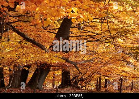 Herbstbuchenwald im Naturpark Rheingau-Taunus, Niedernhausen, Hessen Stockfoto