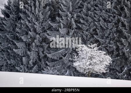 Obstbäume und mächtige Fichtenwälder im Naturpark Rheingau-Taunus bei Engenhahn, Niedernhausen, Hessen Stockfoto
