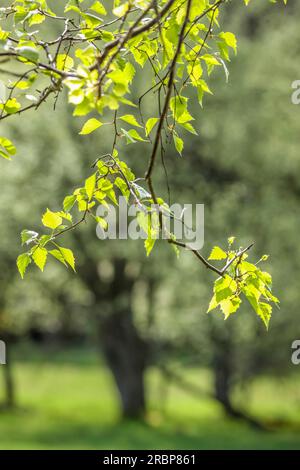Junge Birkenblätter im Frühjahr, Niedernhausen, Hessen, Deutschland Stockfoto