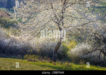 Blühende Bäume über Engenhahn im Taunus, Niedernhausen, Hessen, Deutschland Stockfoto