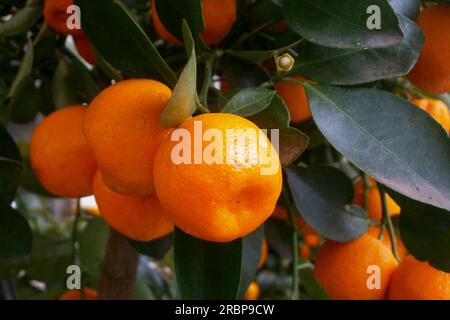 Nahaufnahme von Calamondinen (Citrus x Microcarpa) in einem Baum. Stockfoto