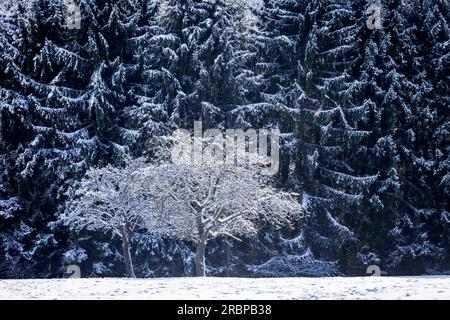 Obstbäume und mächtige Fichtenwälder im Naturpark Rheingau-Taunus bei Engenhahn, Niedernhausen, Hessen Stockfoto
