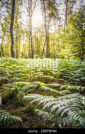 Birkenwald mit Farnen im Taunus bei Engenhahn, Niedernhausen, Hessen Stockfoto