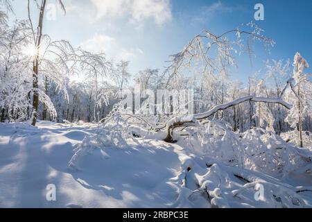 Verschneiter Winterwald im Naturpark Rheingau-Taunus bei Engenhahn, Niedernhausen, Hessen, Deutschland Stockfoto