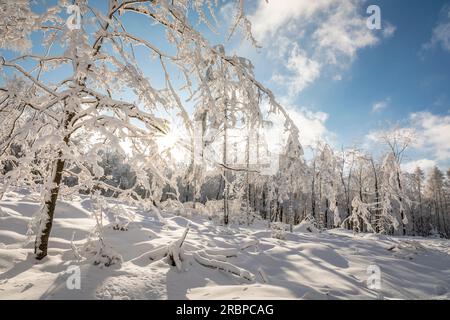 Verschneiter Winterwald im Naturpark Rheingau-Taunus bei Engenhahn, Niedernhausen, Hessen, Deutschland Stockfoto