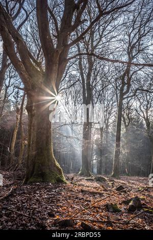 Spätherbst im Buchenwald im Naturpark Rheingau-Taunus bei Engenhahn, Niedernhausen, Hessen Stockfoto