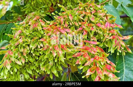 Leuchtend bunte Blätter auf den Zweigen des Herbstwaldes Stockfoto