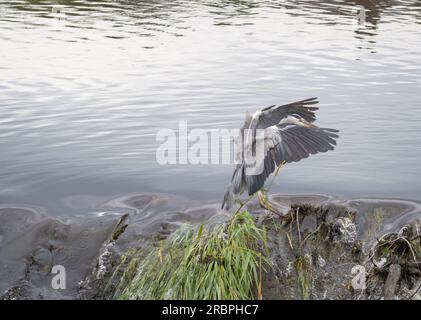 Der Graureiher (Ardea cinerea) landet in Caul, Whitesands, Dumfries Town Centre, Schottland. Stockfoto