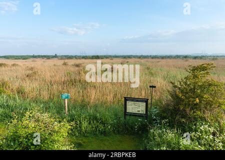 Zeichen der Zuid-Hollands Groene Landschap am Strand mit Röhricht im Hintergrund Stockfoto