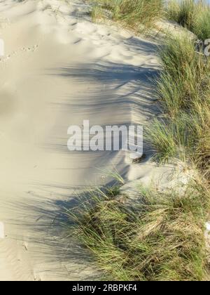 Duinen met helmgras, Dünen mit Gras marram Stockfoto