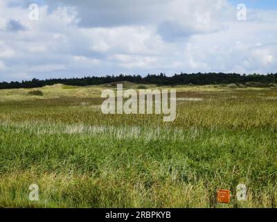 Weids uitzicht über rietkraag; umfassende Blick auf schilfrohr Stockfoto