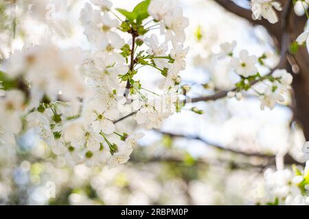Blühender Kirschbaum im Frühlingsgarten Stockfoto