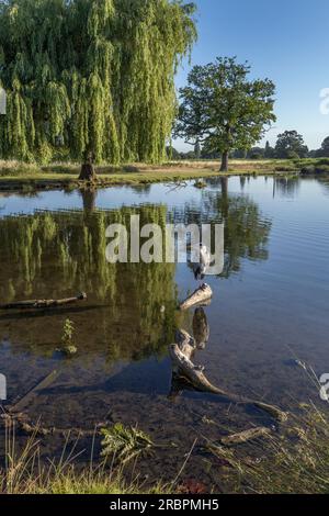 Heron sitzt auf einem Baumstamm mit Weidenbaum im Hintergrund im Bushy Park Surrey UK Stockfoto