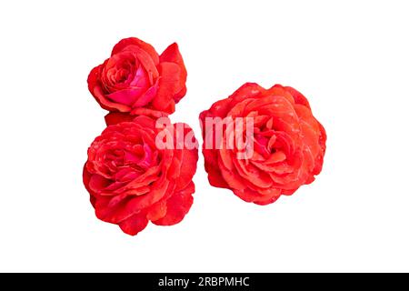 Rote Rosenblüte auf weißem Hintergrund, isoliert, Nahaufnahme Stockfoto