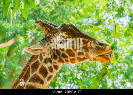 Ein Giraffenprofil, das nach Blättern greift, mit einem ausgestreckten Hals und einer ausgestreckten Zunge, die bis zu einem hohen Ast des Baumes reichen. Nahaufnahme einer Giraffe beim Essen Stockfoto