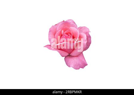 Hellrosa Rosenblüte auf weißem Hintergrund Stockfoto