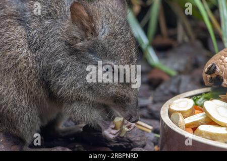 Ein Longnasiger Potoroo - Potoröser Tridaktylus, füttert sich Stockfoto