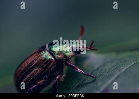 Ein atemberaubendes Makrobild: Ein Käfer, der sich auf einem lebhaften Blatt befindet und die komplexen Details und Schönheit der Natur in einem einzigen Bild zeigt Stockfoto