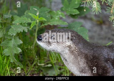 Der nordamerikanische Flussotter (Lontra canadensis) am Flussufer Stockfoto
