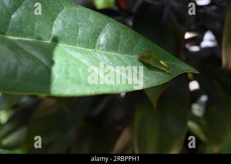 Der Blick auf eine Raupe aus dem Tailed Green Jay liegt auf der Oberfläche eines grünen Blatts Stockfoto