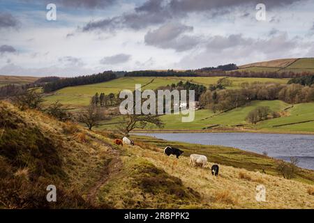 Rinder grasen in Haslingden Grane Stockfoto