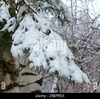 Schnee schmilzt auf Baumzweigen. Frühlingslandschaft mit einem Kiefernzweig, der von Schnee unter Birken bedeckt ist Stockfoto