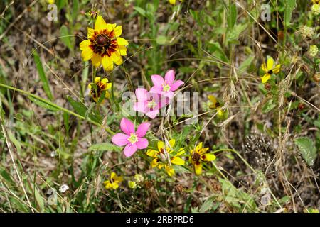 Texas Wildflowers am Straßenrand Stockfoto