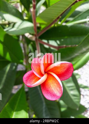 Blumen von Plumeria Rubra an einem wunderschönen Tag im Garten Stockfoto