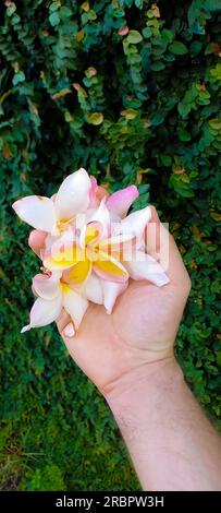 Plumeria Rubra an einem Frühlingstag im Hinterhof zur Hand zu haben Stockfoto