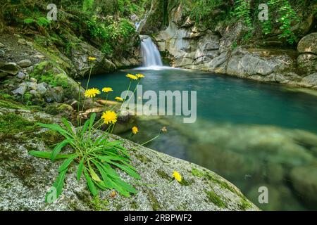 Felsplatte mit Bergblumen in Blüte und Bach mit Wasserfall im Hintergrund, Vallee d'39; Ossau, Pyrenäen-Nationalpark, Pyrenäen, Frankreich Stockfoto