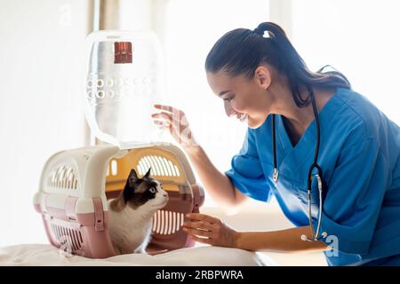 Eine Tierärztin, Die In Der Tierärzteklinik Katzenlächelnd Den Träger Öffnet Stockfoto