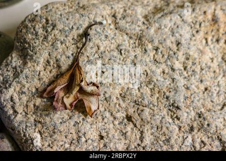 Trockene Blume auf einem schönen Stein auf dem Regal im Raum Stockfoto