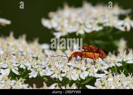 Ein paarendes Paar gemeiner roter Soldatenkäfer Stockfoto