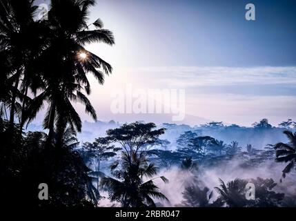 Der frühe Morgennebel bei Sonnenaufgang über Reisfeldern außerhalb von Ubud im Gianyar Regency von Bali Indonesien. Stockfoto