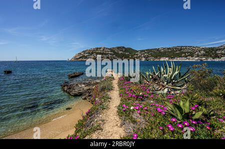 Weg am Meer mit wilden Pflanzen und Blick auf Port d'Andratx, Mallorca, Spanien Stockfoto