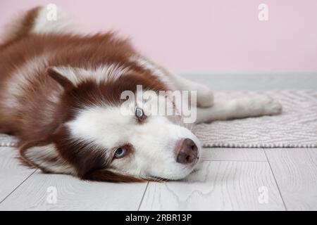 Süßer Husky-Hund, der auf dem Boden lag, in der Nähe Stockfoto
